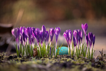 A flowerbed with crocus flowers and a hidden eater egg