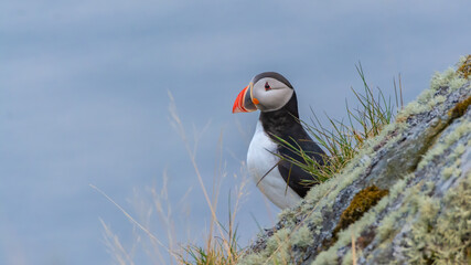 Atlantic Puffin (Fratercula arctica) Norway