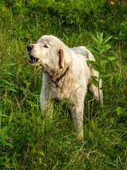 White sheppard Dog barking