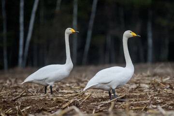 Obraz premium Selective focus photo. Whooper swans, Cygnus cygnus on field. First Migratory birds.