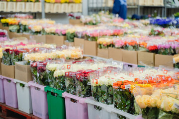 Wholesale floristic base, shop with flowers for Valentine's Day on February 14, International Women's Day on March 8. Natural fresh multi-colored tulips, roses red,pink,yellow,orange.Holiday shopping