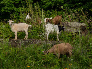 goats on a field