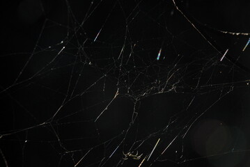 Spinnennetz in der Sonne