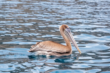 A brown pelican (Pelecanus occidentalis) floating in the pacific ocean. Seabird floating near Isla de la Plata (Plata Island), Ecuador