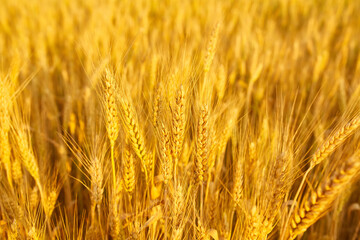 field with spikelets close up, background with wheat spikelets
