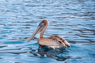 A brown pelican (Pelecanus occidentalis) floating in the pacific ocean. Seabird floating near Isla de la Plata (Plata Island), Ecuador