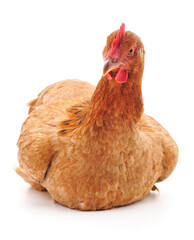 One sitting brown chicken.