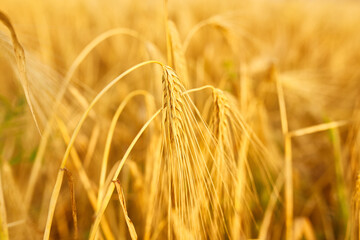 Wheat field with spikelets in gold tones