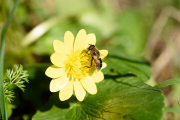 bee flying on the yellow flowers