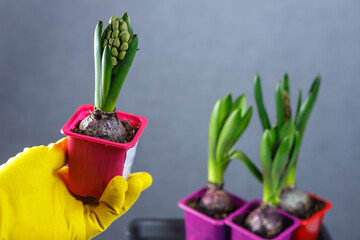 A yellow-gloved hand holds a pot of unopened hyacinths. Seedlings in pots.