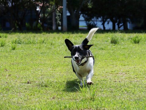Cachorro com graveto