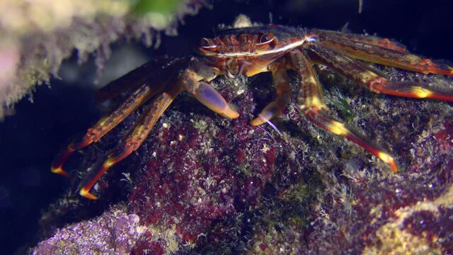 Sally Lightfoot Crab or Nimble spray crab or Urchin crab (Percnon gibbesi) searches for food among the algae, close-up.
