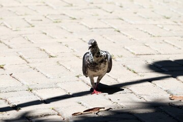 Obraz premium Ave moderna