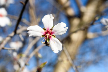 almond blossoms on blue sky