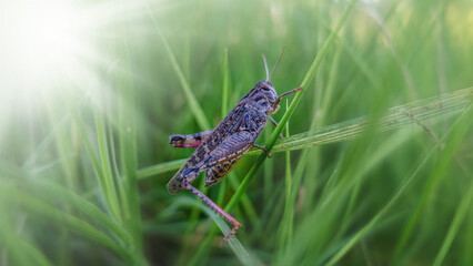 Bush-cricket Macro Shot. Grass Hopper Crawling Up The Green Grass. Bush-cricket Macro Shot. Summer Morning Meadow Eastern Locust Searching For Food In The Forest. 
