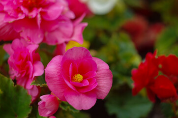 Close up detail with a beautiful wax begonia