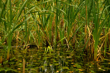 Obraz premium close up of green reeds in lake with sunny reflection on water