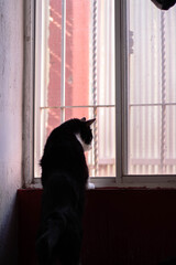 Cat looking outside