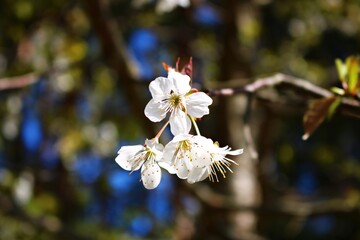 Obraz premium Delicate white flowers on tree branches in a rustic garden in spring