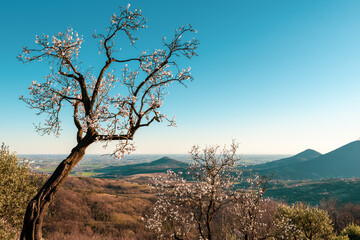 Obraz premium almond tree on the hills