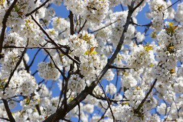blooming spring flowers