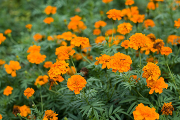 Tagetes erecta, mexican marigold, aztec marigold, Orange flowers for phrases or backgrounds