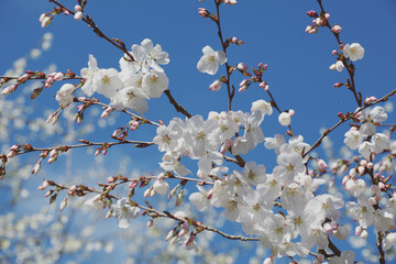 White cherry blossom in flower during the spring