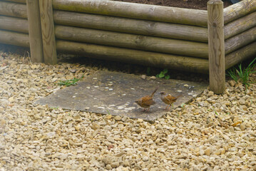 a mating pair of Dunnets engage in a prenuptial courtship display