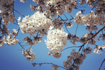 White cherry blossom in flower during the spring