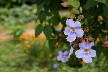 thunbergia laurifolia, laurel clockvine, Violet flowers for phrases or backgrounds