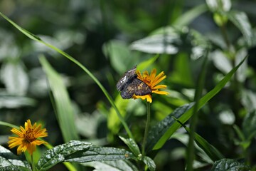 Borboleta na flor amarela