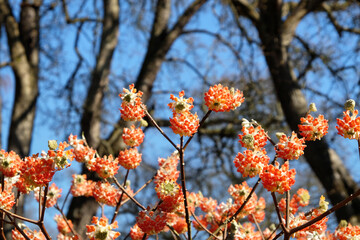 Edgeworthia chrysantha 'red dragon' paperbush in bloom.