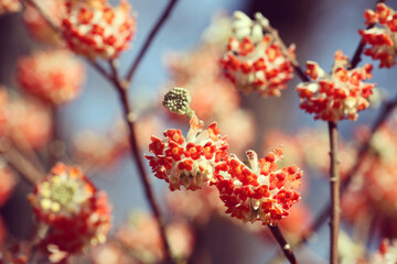 Edgeworthia chrysantha 'red dragon' paperbush in bloom.