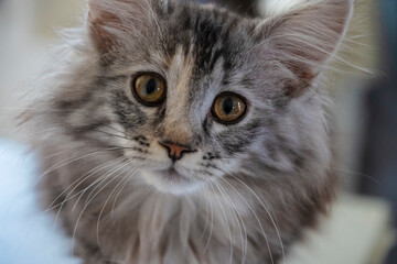 portrait of a kitten maine coon coloring mackerel tabby close up