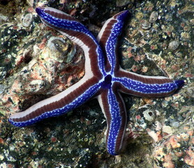 Costa Rica Pacific Sea life