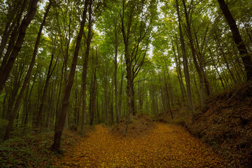 Path in the forest covered with fallen leaves