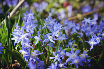 Blue Forbes' Glory Of The Snow 'Scilla forbesii' in flower