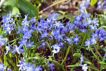 Blue Forbes' Glory Of The Snow 'Scilla forbesii' in flower