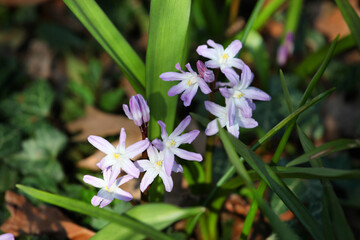 Pink Forbes' Glory Of The Snow 'Scilla forbesii' in flower