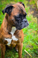 portrait of a boxer