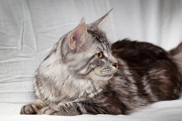 Maine Coon Cat