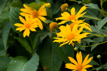 topinambur, Yellow flowers for phrases or backgrounds. Helianthus tuberosus