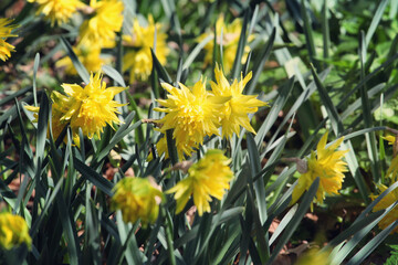 Yellow Narcissus 'Rip van Winkle' double daffodil in flower