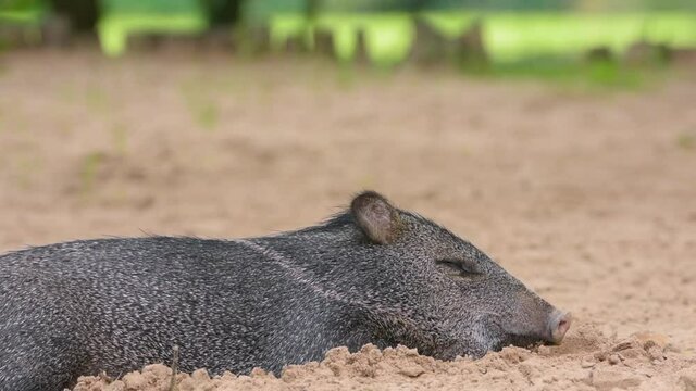 cerdo salvaje recostado en la arena 