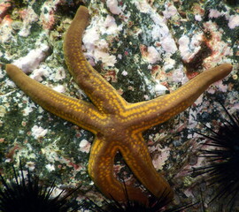 Obraz na płótnie Canvas Costa Rica Pacific Sea life