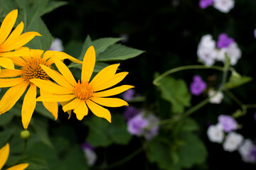 topinambur, Yellow flowers for phrases or backgrounds. Helianthus tuberosus