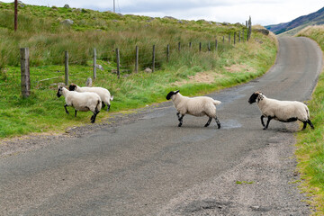 Black Faced Sheep crossing a quiet country road in the north of Scotland looking for fresh grazing