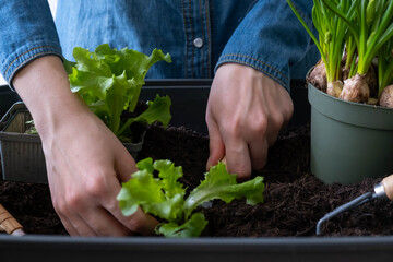 Home gardening. Growing green salad at home