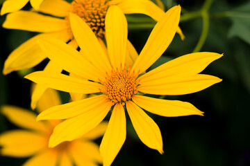 topinambur, Yellow flowers for phrases or backgrounds. Helianthus tuberosus