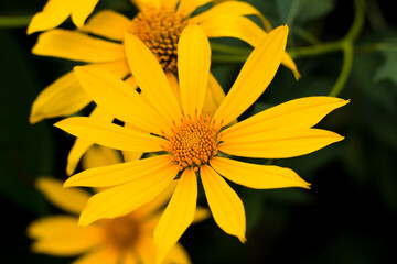 topinambur, Yellow flowers for phrases or backgrounds. Helianthus tuberosus
